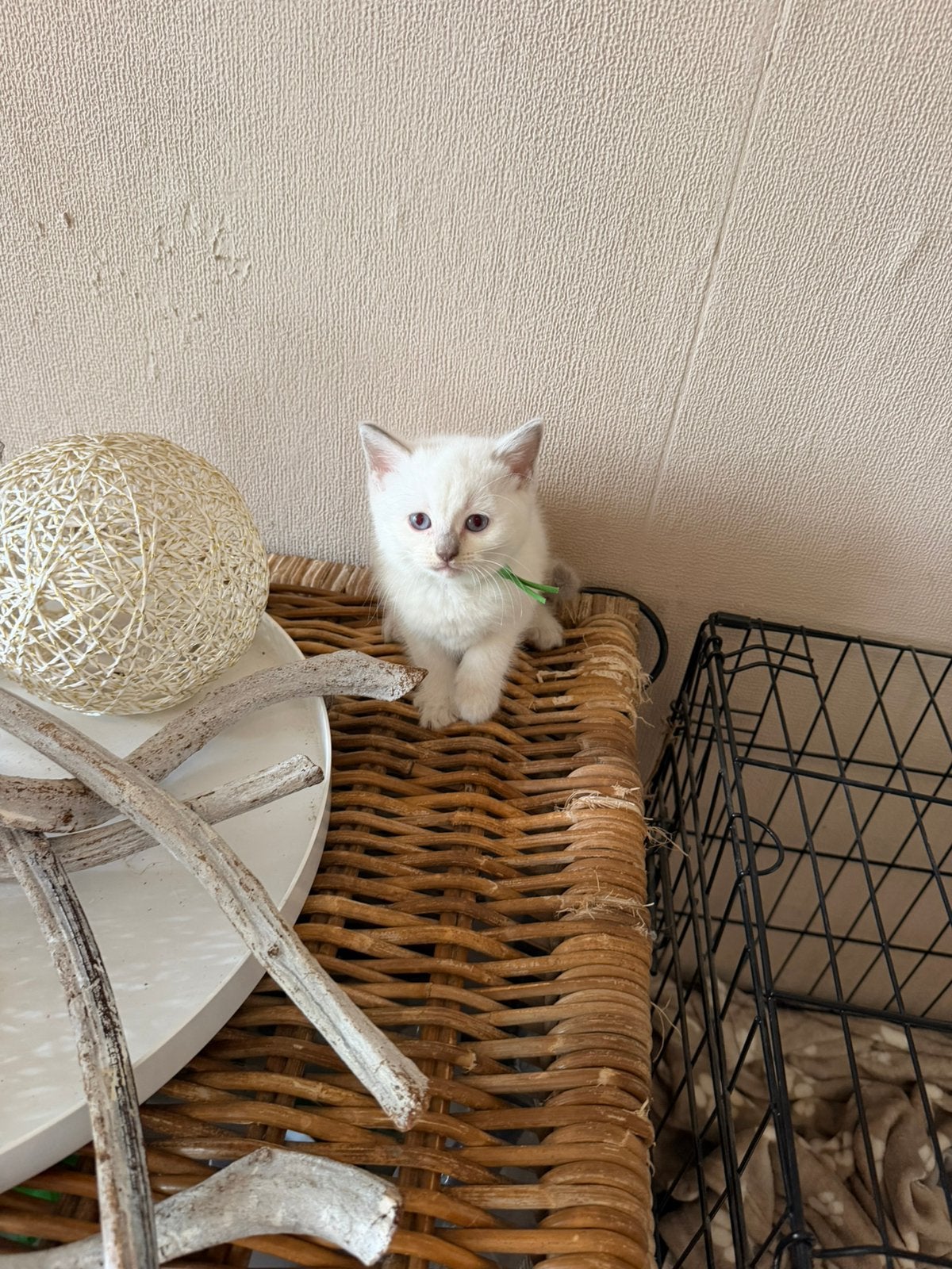 Ragdoll britse korthaar kittens, Dieren en Toebehoren, Meerdere dieren, 0 tot 2 jaar
