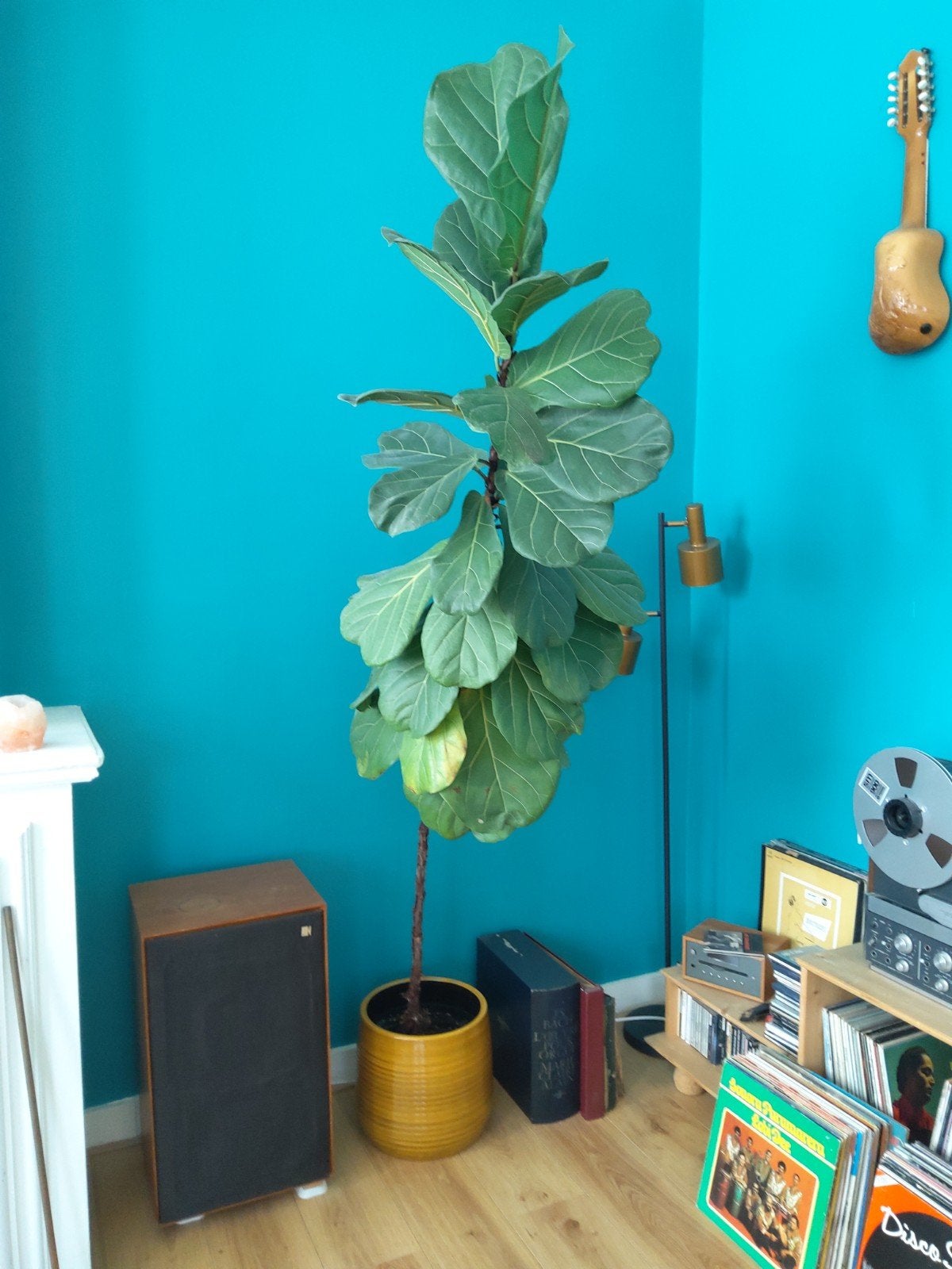 Grote tabaksplant (Ficus Lyrata) met okergele pot, 220 cm, Huis en Inrichting, Kamerplanten, Ophalen, Ficus, 200 cm of meer, Halfschaduw