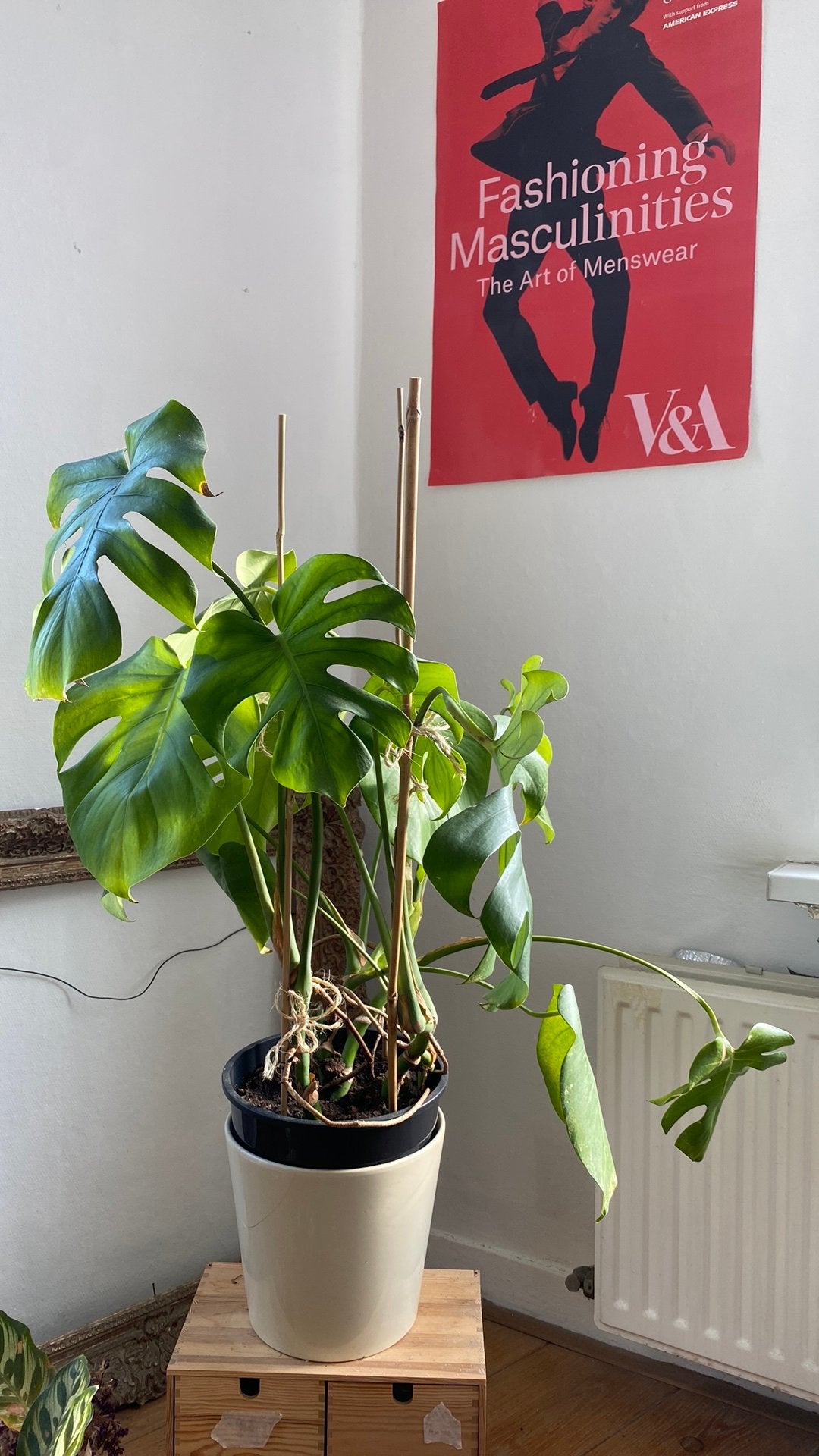 Monstera Deliciosa, Ophalen, Halfschaduw, Minder dan 100 cm