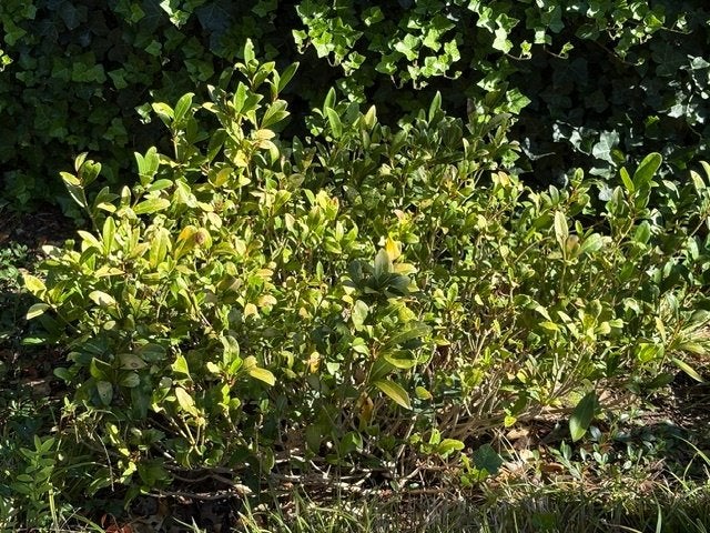 Japanse Kardinaalsmuts (Euonymus japonicus), Tuin en Terras, Ophalen, Overige soorten, Struik, Minder dan 100 cm