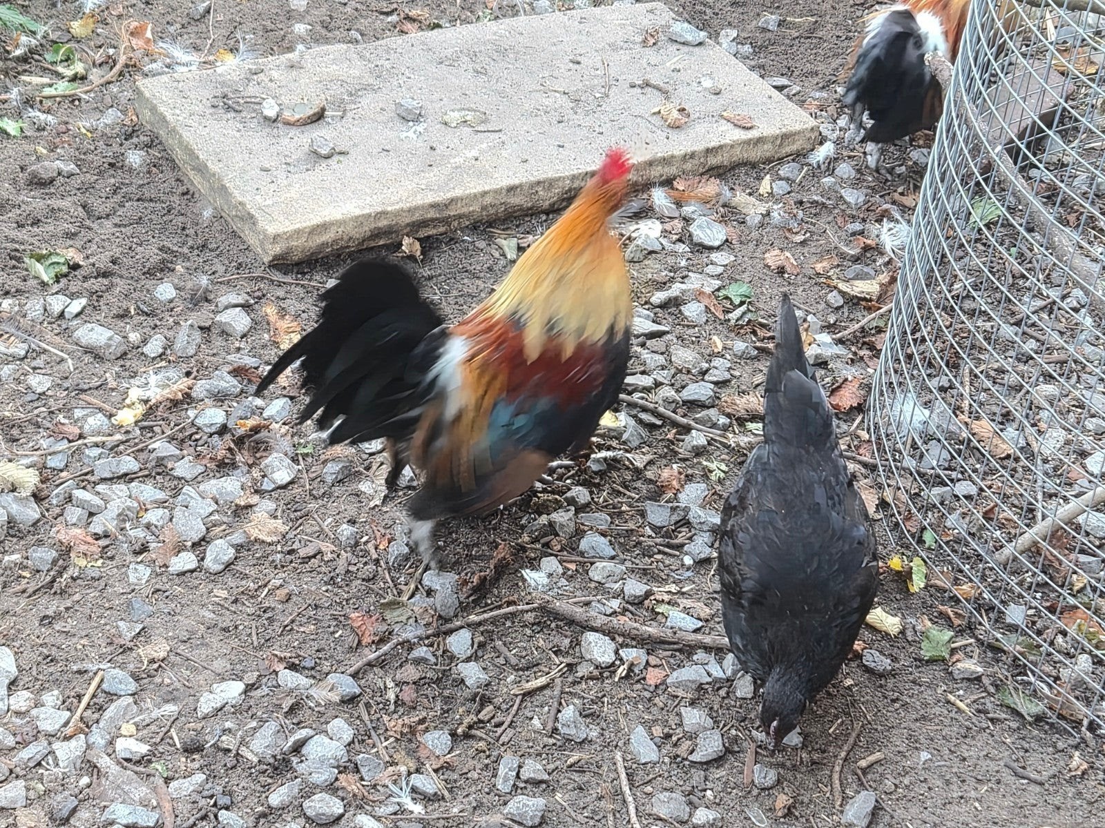 2 mooie Hollandse Kriel hanen, Dieren en Toebehoren, Mannelijk, Kip