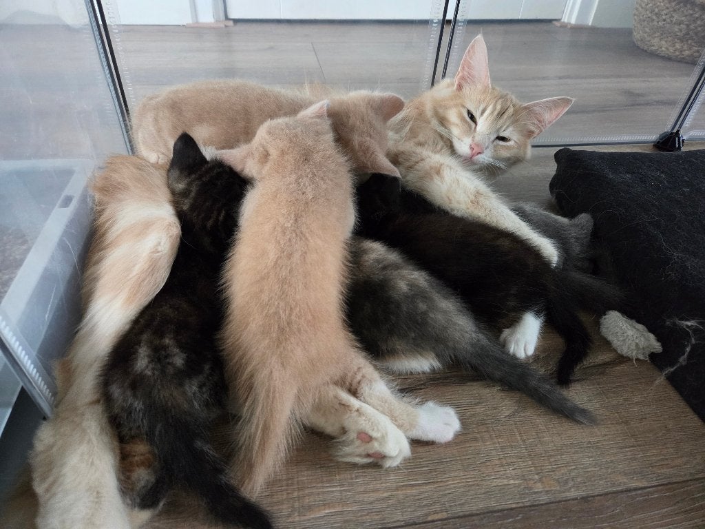 Kittens half Noorse Boskat, Meerdere dieren, Langharig, 0 tot 2 jaar
