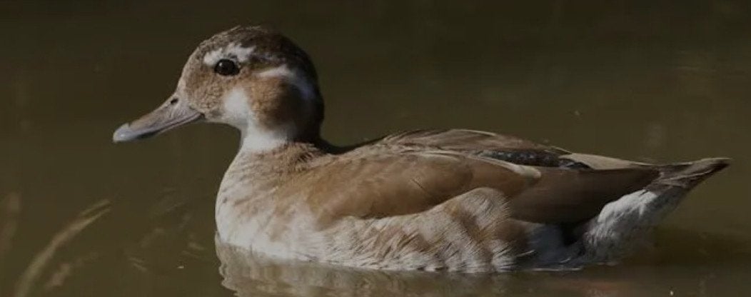 roodschoudertaling vrouwtjes vliegend, Dieren en Toebehoren, Pluimvee, Vrouwelijk, Eend