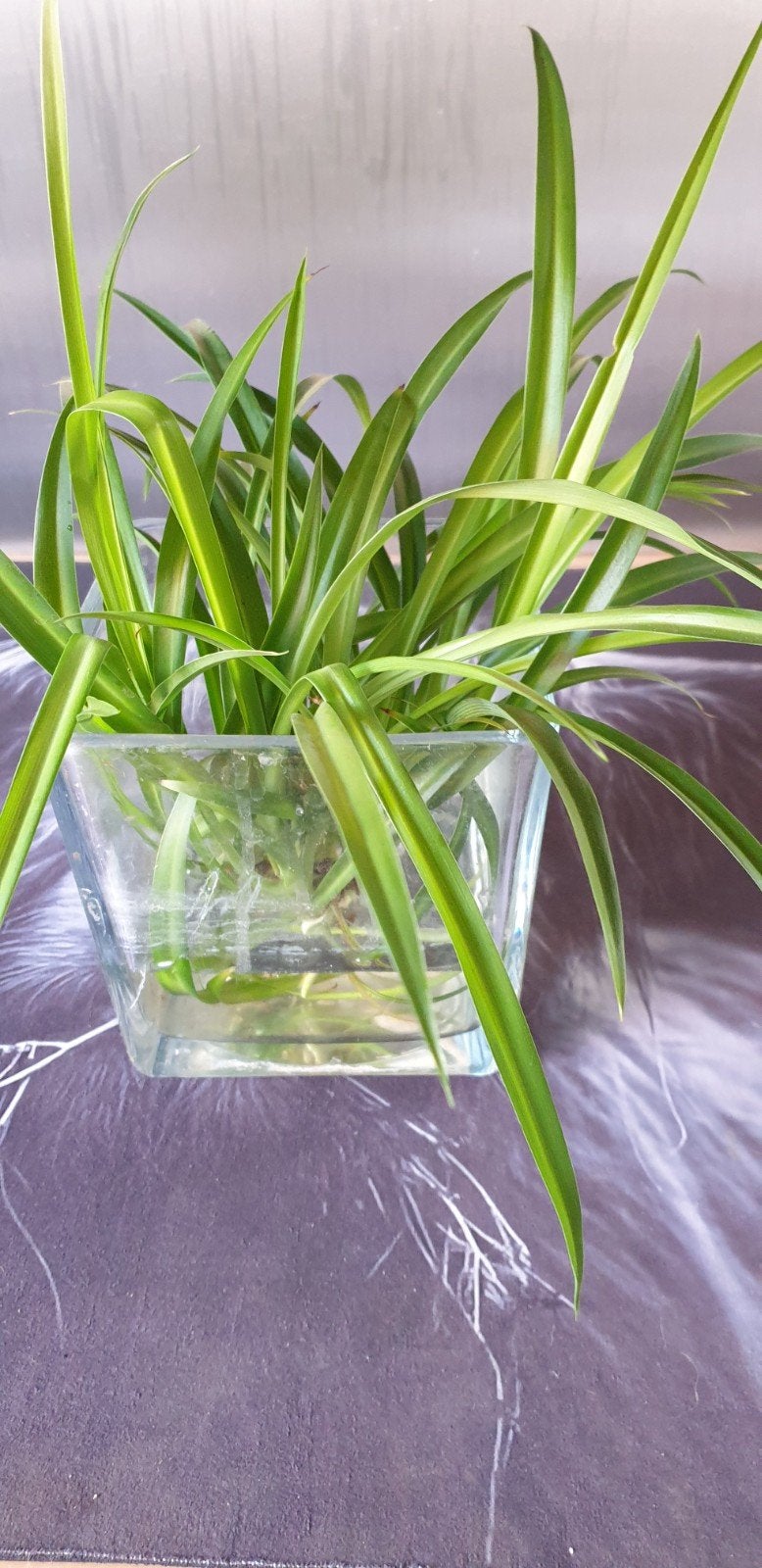 Graslelie (Chlorophytum) 2 stekjes, Ophalen, Overige soorten, Halfschaduw, In pot