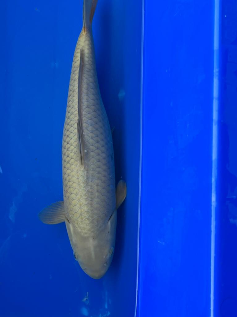 Chagoi, Dieren en Toebehoren, Vissen | Vijvervissen, Karper of Koi