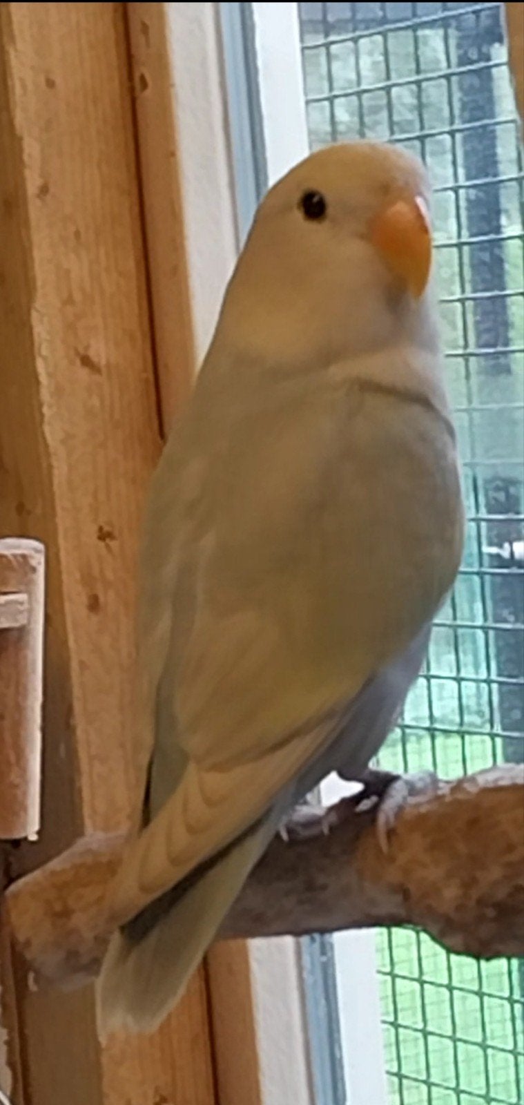 Agapornis roseicollis jonge dwergpapegaai te koop, Geslacht onbekend, Dwergpapegaai of Agapornis