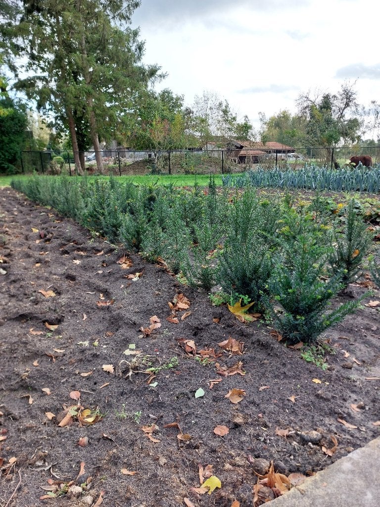 100 stuks Taxus baccata, 40 cm, Ophalen, Taxus, Haag, Minder dan 100 cm