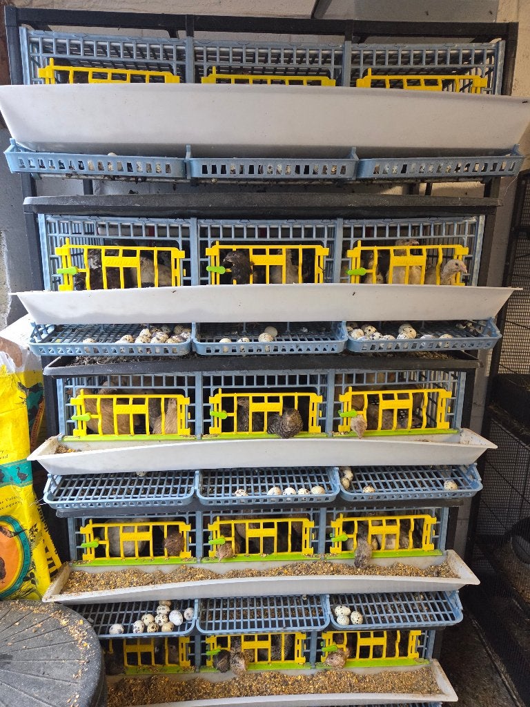 COMPLETE KWARTELKWEEK – 130 KWARTELS + UITRUSTING BE Bilzen, Meerdere dieren, Overige soorten