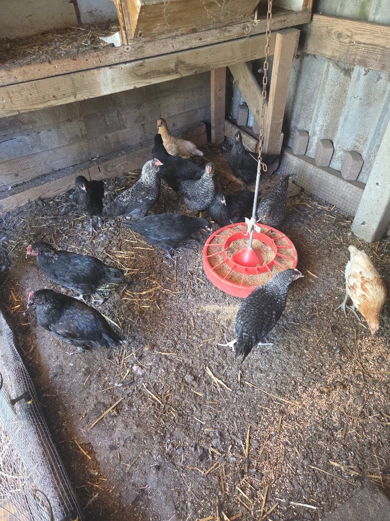 Groenlegger hanen, Dieren en Toebehoren, Pluimvee, Mannelijk, Kip