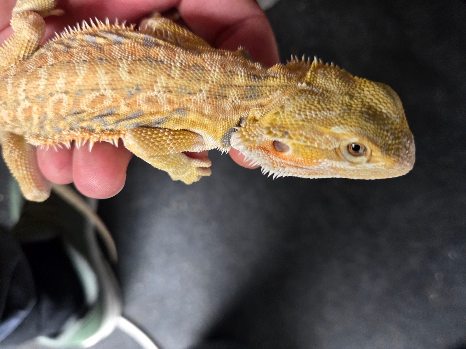 Baardagaam Pogona Vitticeps Hypo Citrus Tiger Bearded Dragon - female for sale from r.greven1983
