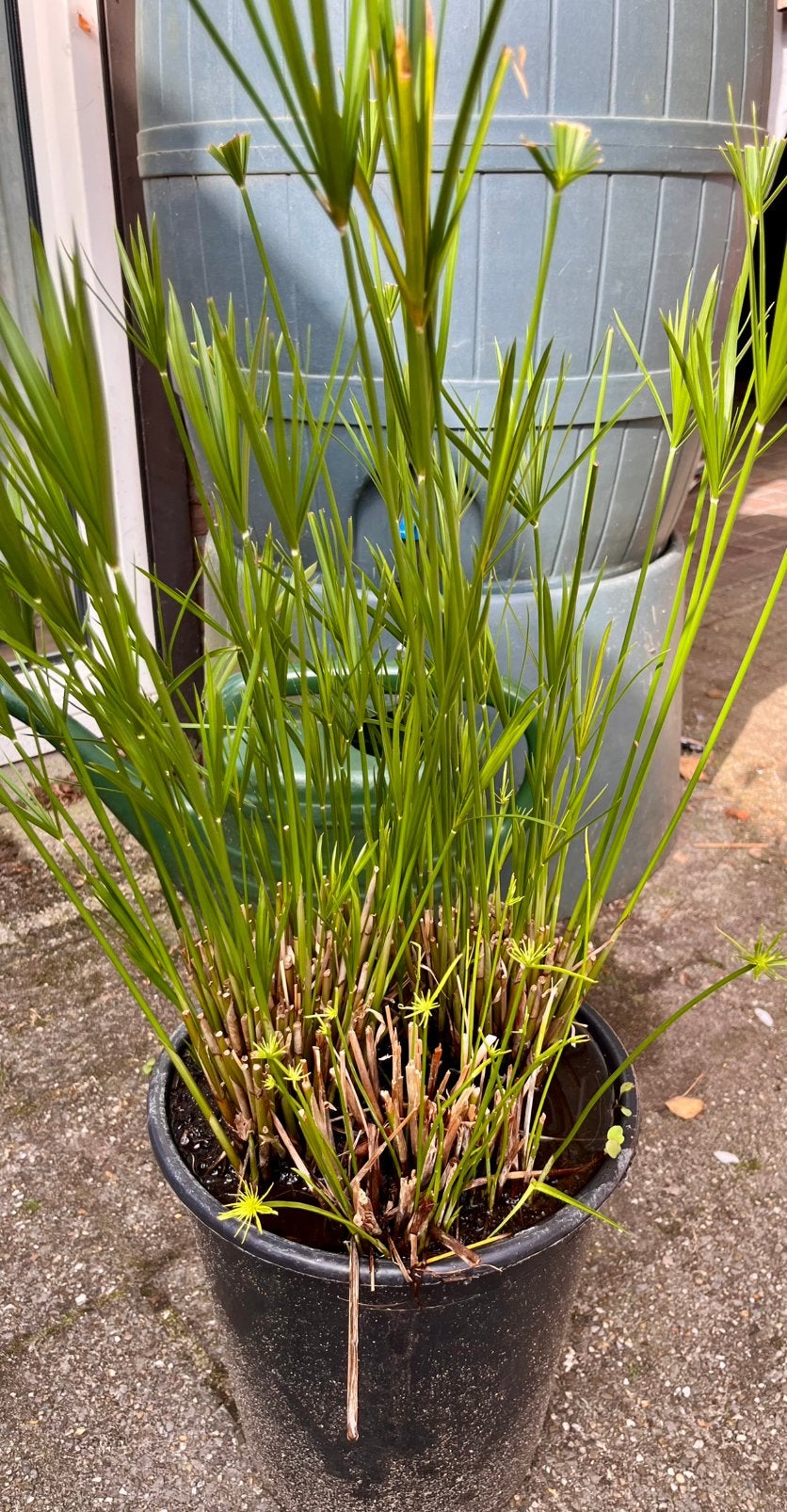 Papyrus 2 soorten in 1 pot, Ophalen, Overige soorten, Halfschaduw, In pot