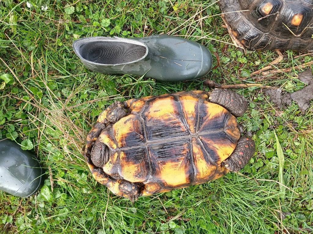 Kolenbranderschildpad, Dieren en Toebehoren, Tam, 11 jaar of ouder