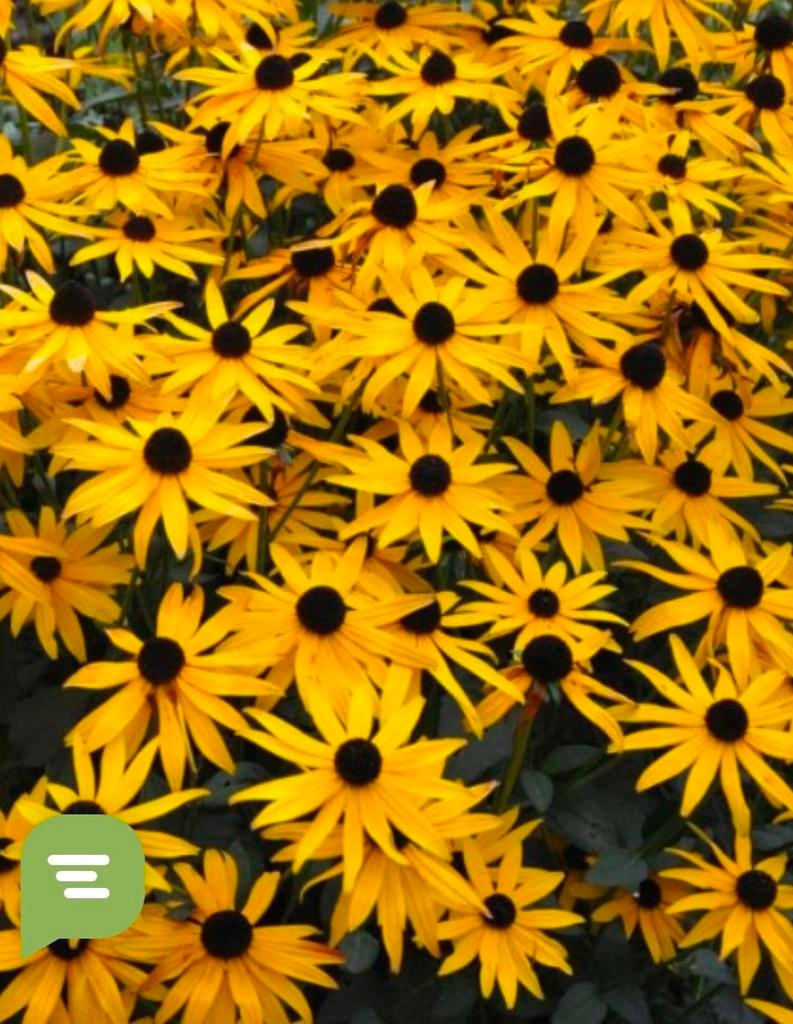 Rudbeciakia - fulgida vaste planten, Overige soorten, Vaste plant, Ophalen of Verzenden, Halfschaduw