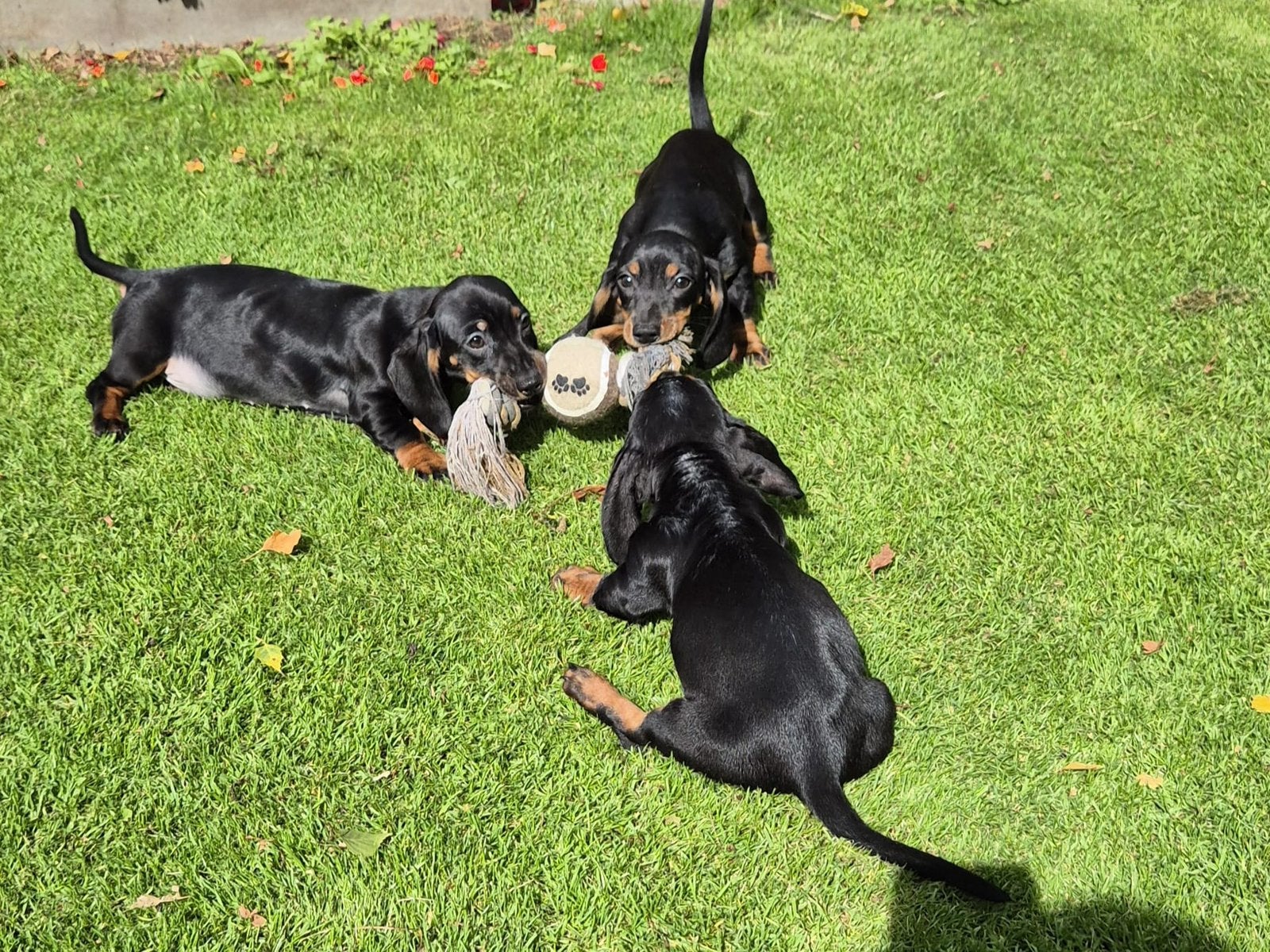 Prachtige black tan kortharige dwerg teckel pups, Dieren en Toebehoren, Nederland, CDV (hondenziekte), 8 tot 15 weken, Korthaar