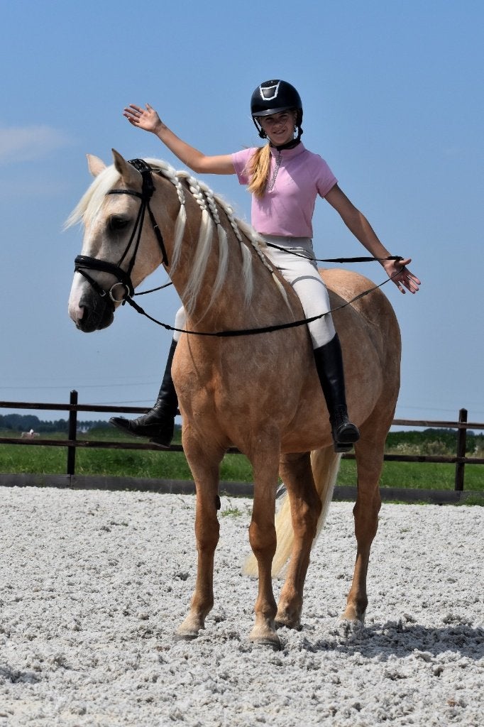 ## GEWELDIGE, bloedmooie en betrouwbare palomino ruin ##, Ruin, 3 tot 6 jaar, Gechipt, 160 tot 165 cm