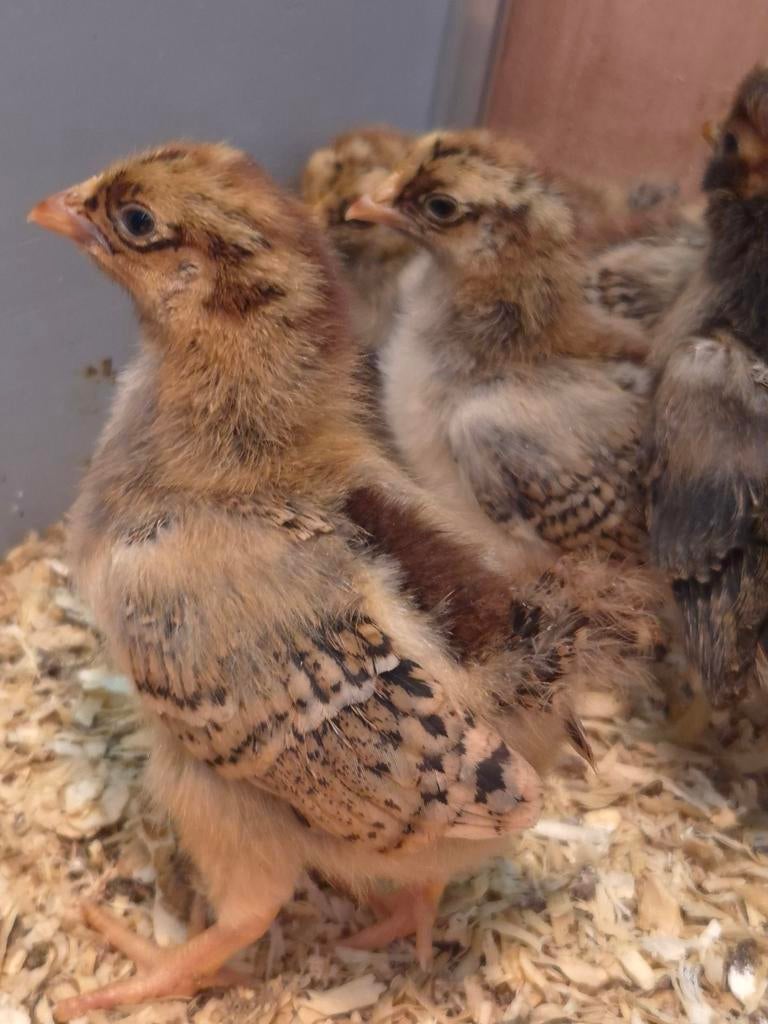 Barnevelder kriel kuikentjes, Dieren en Toebehoren, Pluimvee, Geslacht onbekend, Kip
