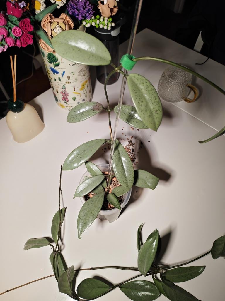 Hoya Wilbur Graves Super Silver, Huis en Inrichting, Ophalen of Verzenden, Halfschaduw, Minder dan 100 cm
