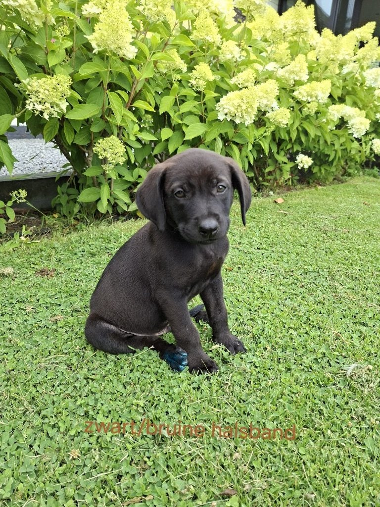 Lieve Hollandse Herder X Labrador pups zoeken een baasje!, Dieren en Toebehoren, 8 tot 15 weken, Parvo, Meerdere, Meerdere dieren