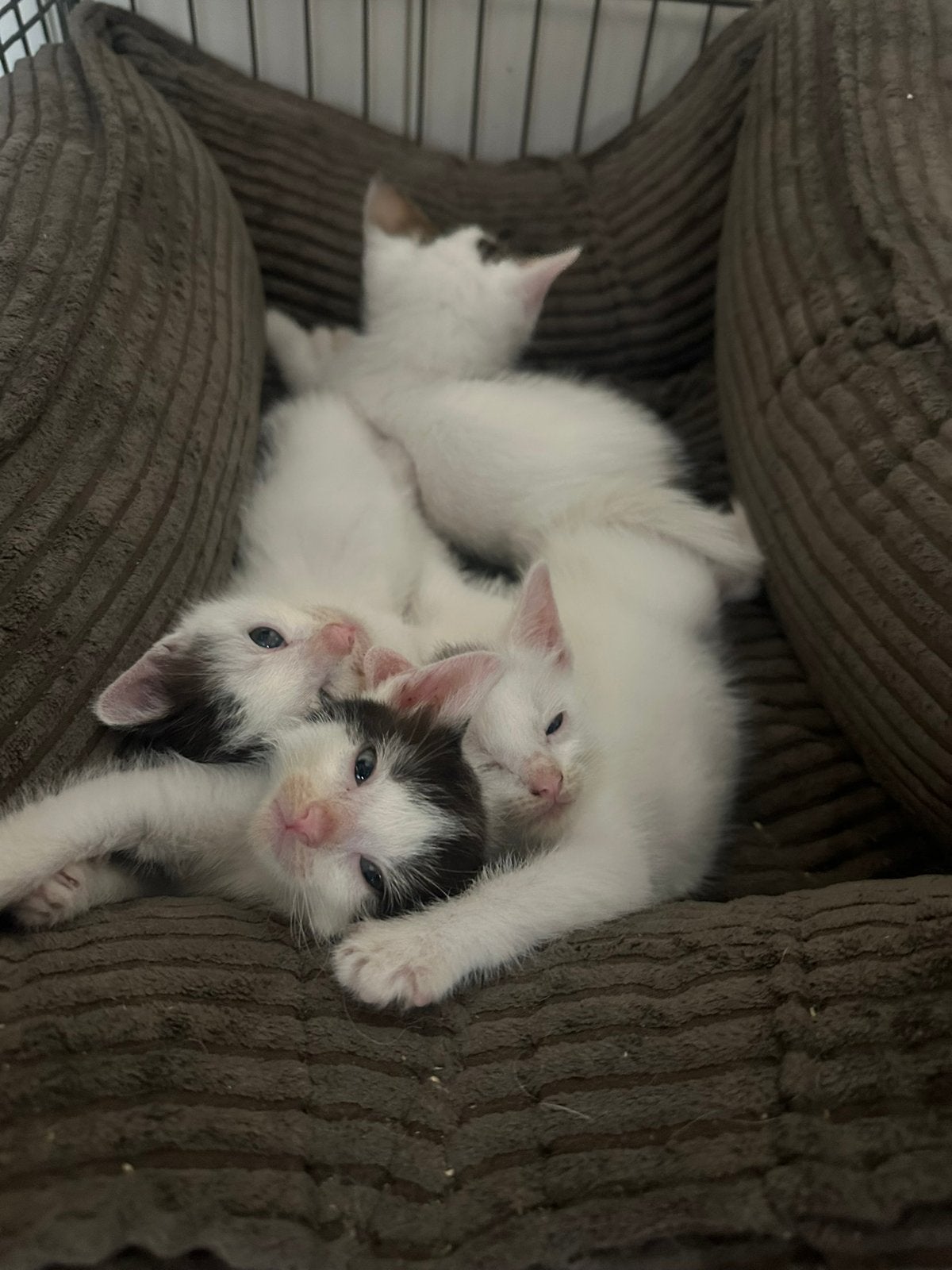Super leuke speelse kittens, Dieren en Toebehoren, Meerdere dieren, Kortharig, 0 tot 2 jaar