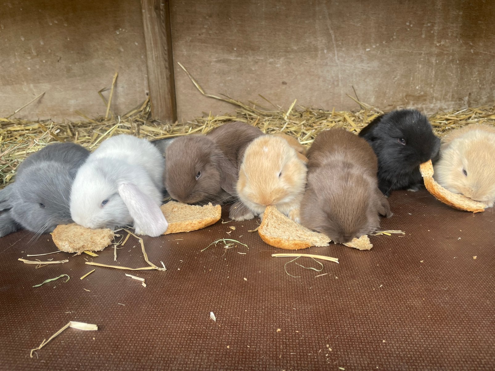 Fransehangoren, Dieren en Toebehoren, Meerdere dieren, Groot, Hangoor, 0 tot 2 jaar