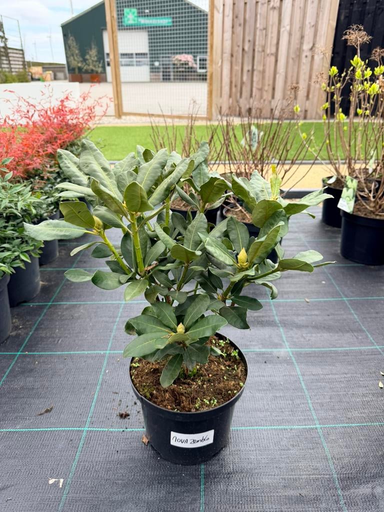 Rhododendrons nova zembla roze, Ophalen of Verzenden, Overige soorten, Halfschaduw