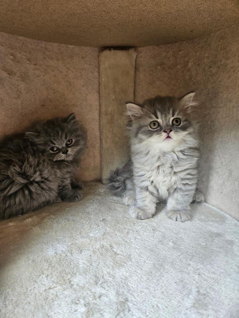Laatste Britse Half langhaar/Korthaar kitten (katertje), Meerdere dieren, 0 tot 2 jaar