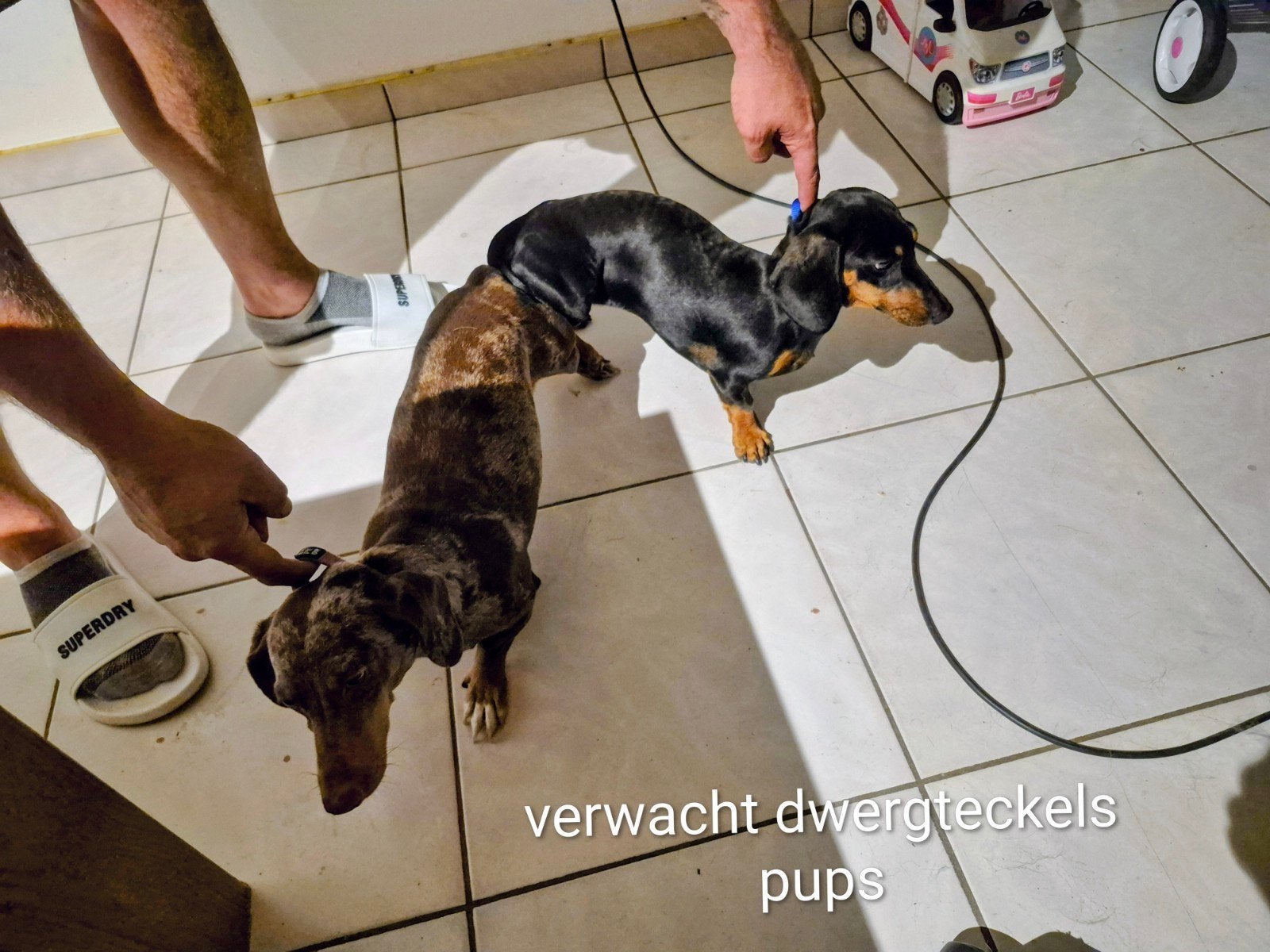 verwacht teckel pups, Particulier, 8 tot 15 weken, Dwerg, Parvo