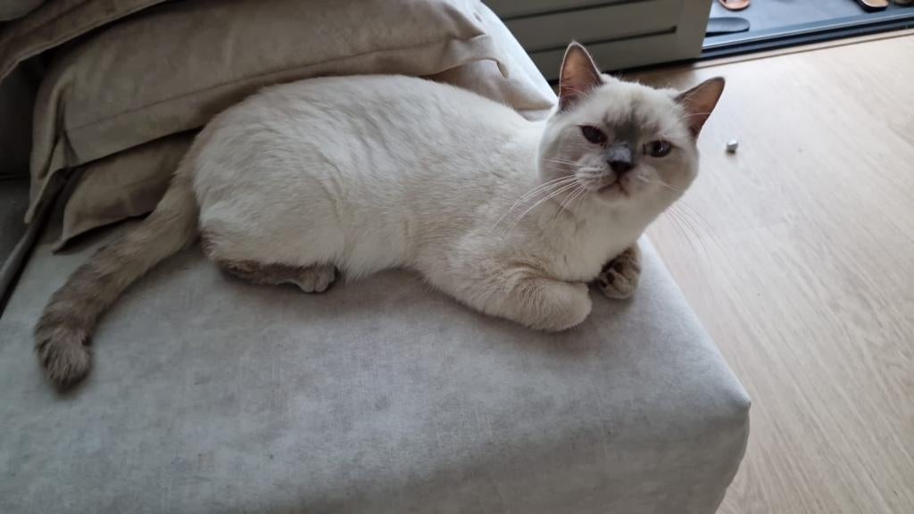 !!! DEKKATER !!!  Britche Korthaar Lilapoint..., Kater
