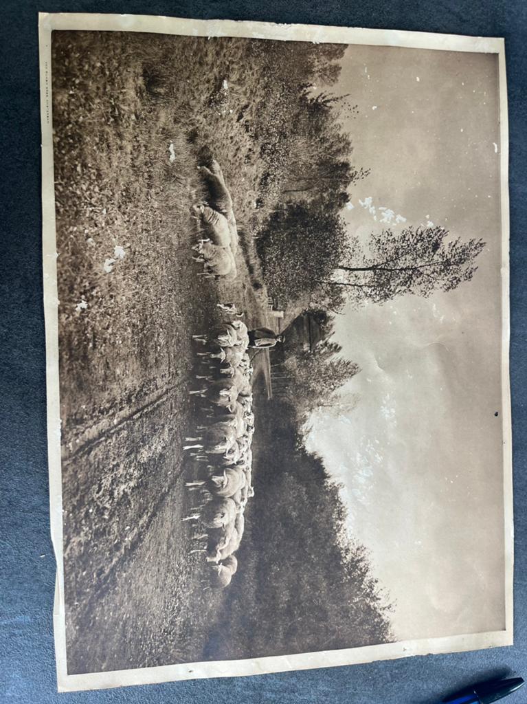 Zeer oude foto van schapenhoeder, Van Rijsom Bros Amsterdam, Antiek en Kunst, Kunst | Tekeningen en Foto's, Ophalen of Verzenden