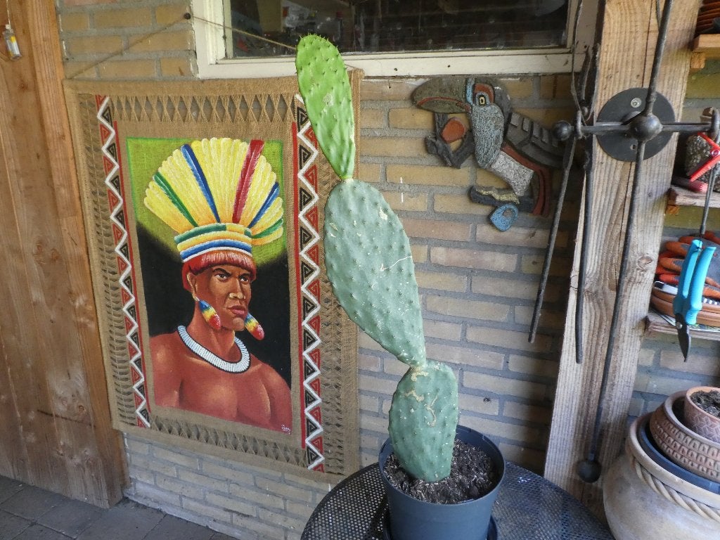 Catus, Ophalen, Minder dan 100 cm, Volle zon, In pot