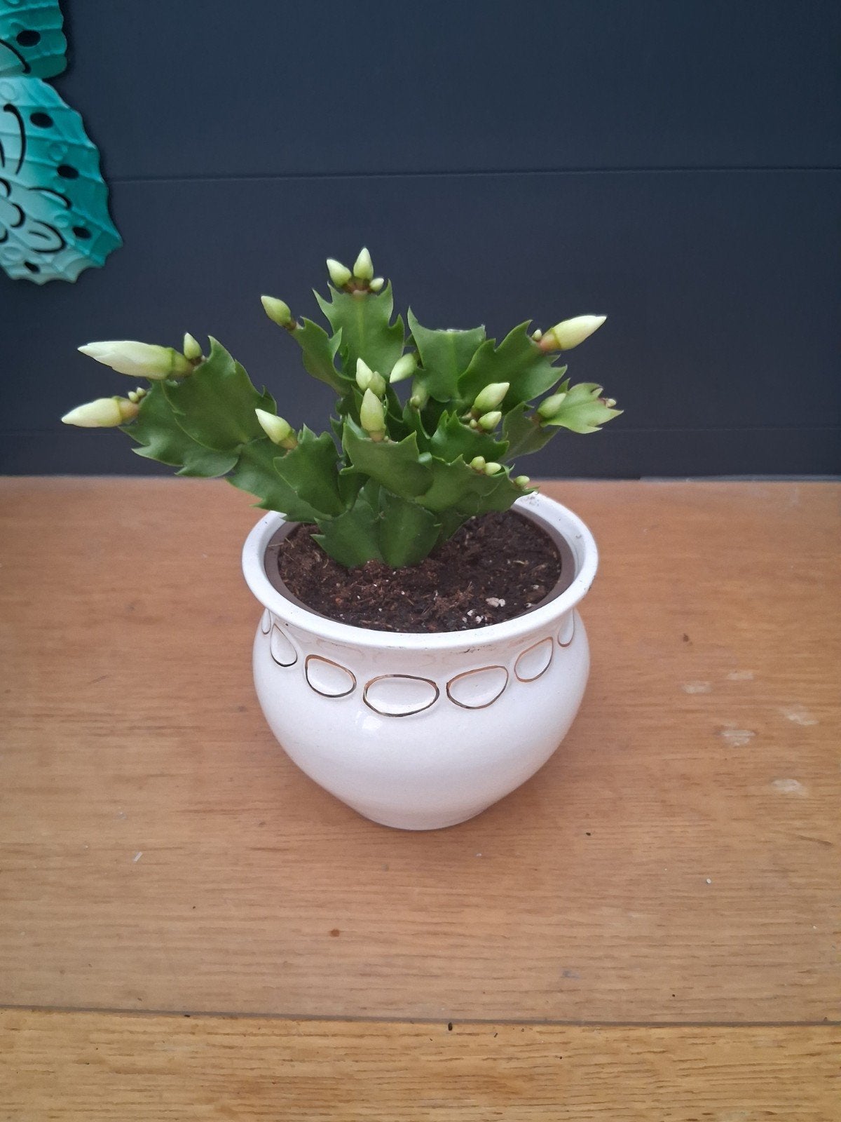 Bloeiende Kerstcactus in pot, Huis en Inrichting, Ophalen, Halfschaduw, Minder dan 100 cm, Bloeiende kamerplant