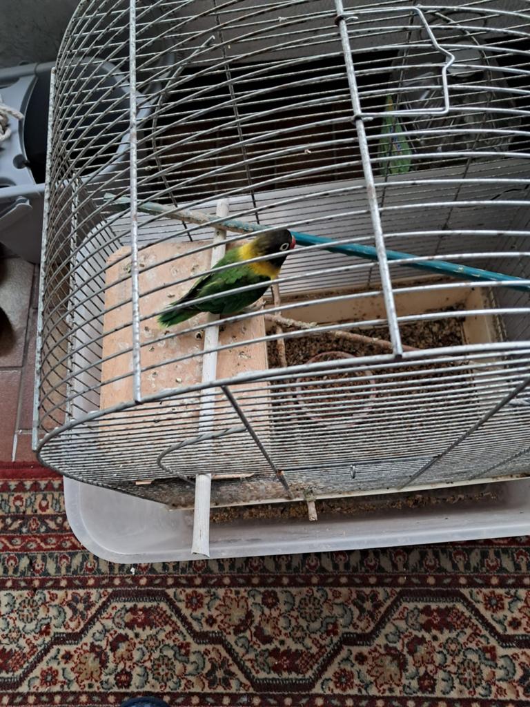 Personata man jong, Dieren en Toebehoren, Vogels | Parkieten en Papegaaien, Mannelijk, Dwergpapegaai of Agapornis