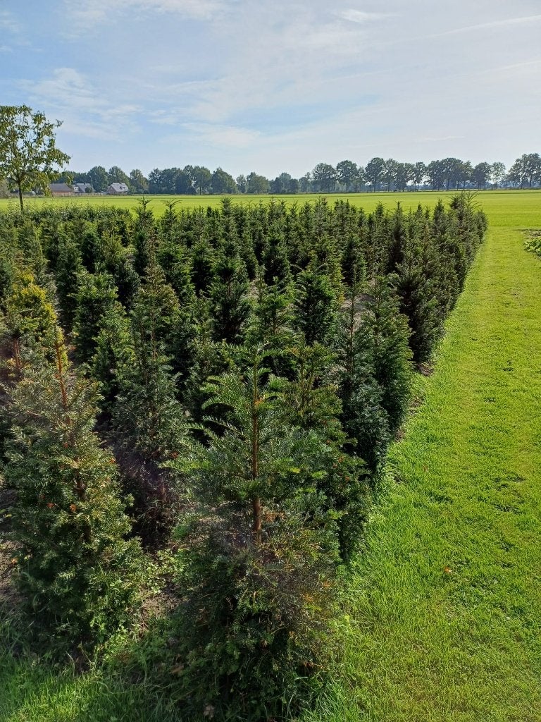 Taxus Baccata, Ophalen, Taxus, Haag, 100 tot 250 cm