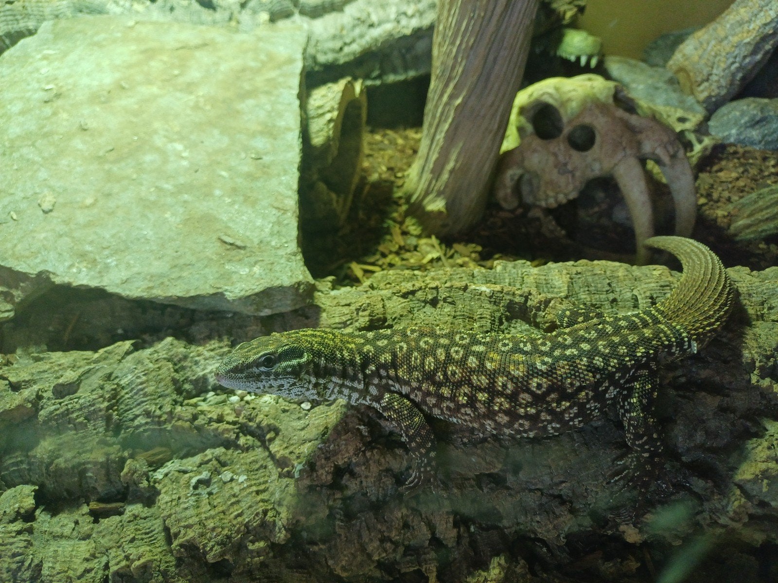 Varanus acanthurus Monitor Lizard - female for sale from Kjeld