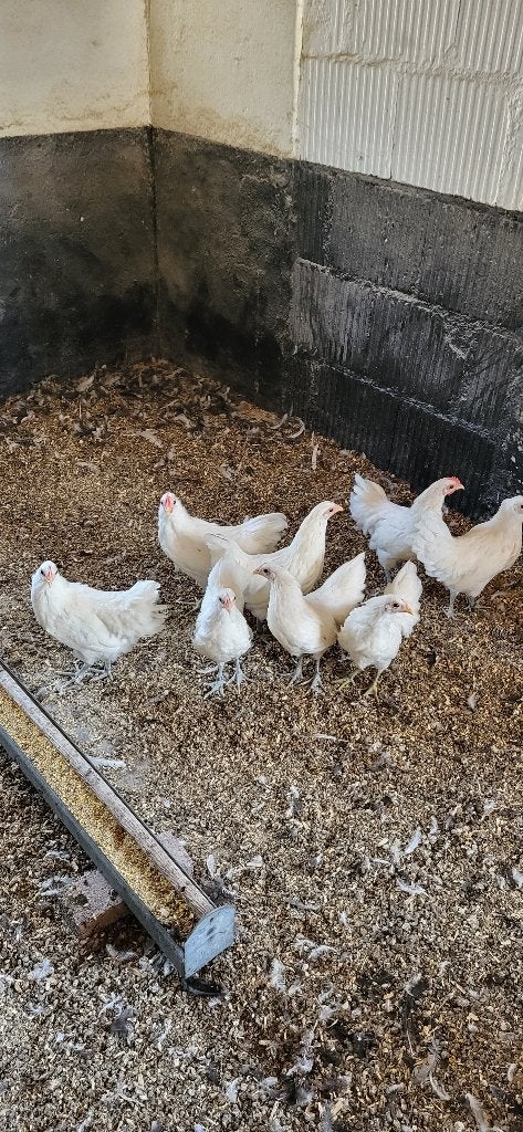Australorp kriel wit, Dieren en Toebehoren, Vrouwelijk, Kip