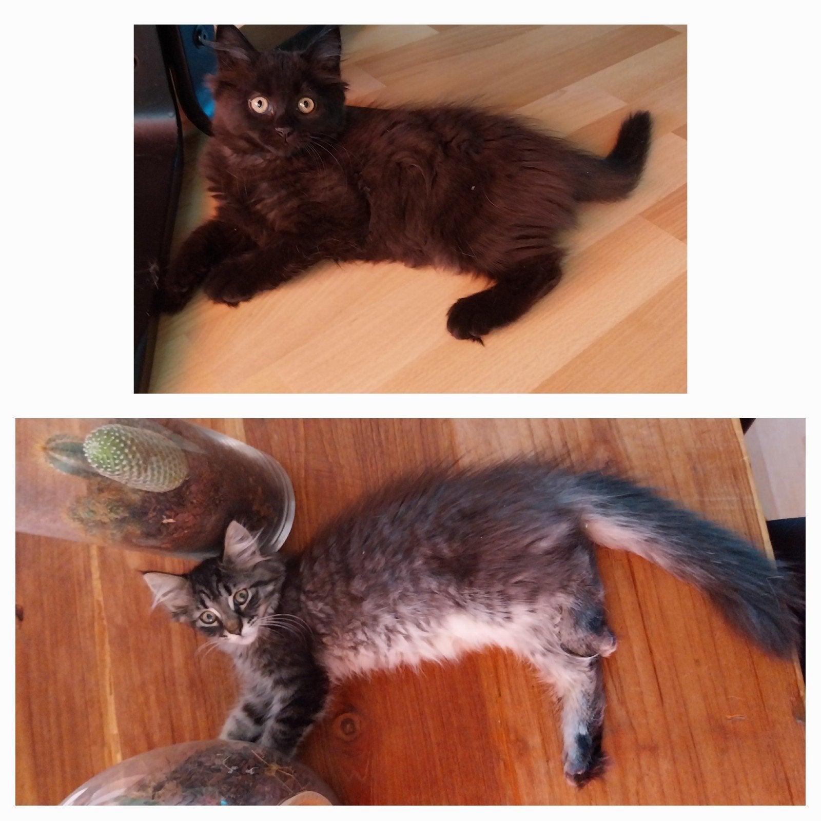 Langhaar Kittens, Maine Coon x Neva Masquerade., Meerdere dieren, Ontwormd, 0 tot 2 jaar