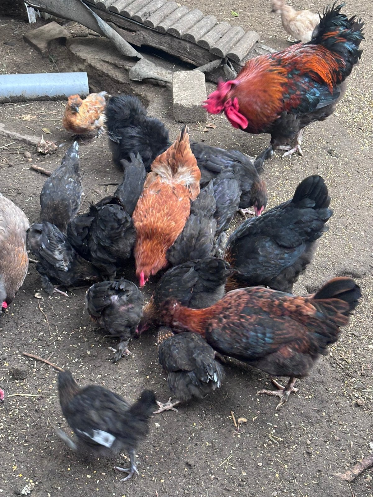 Jonge kippen nu 3,5 4 maanden oud, Dieren en Toebehoren, Vrouwelijk, Kip