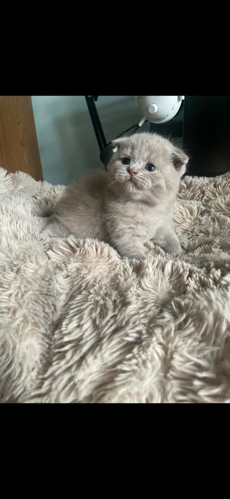 Kittens, Dieren en Toebehoren, Katten en Kittens | Raskatten | Korthaar, Meerdere dieren, Gechipt, 0 tot 2 jaar