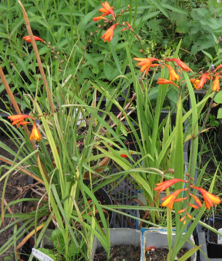 Tuin = Plant MJ = Crocosmia - Montbretia - Oranje = S, Ophalen, Vaste plant, Overige soorten, Volle zon