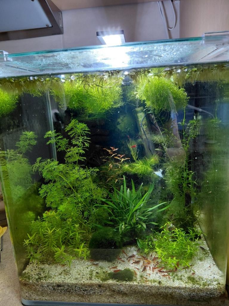 aquarium 30 liter dennerle, Ophalen, Zo goed als nieuw, Gevuld zoetwateraquarium