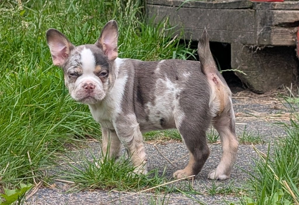 nieuwe franse bulldog reutje, Dieren en Toebehoren, Parvo, Reu, 8 tot 15 weken, Bulldog