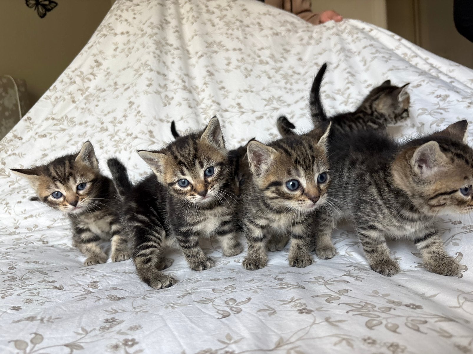 Prachtige unieke kittens (Bengaal/Britse KorthaarxLanghaar), Meerdere dieren, Kortharig, 0 tot 2 jaar