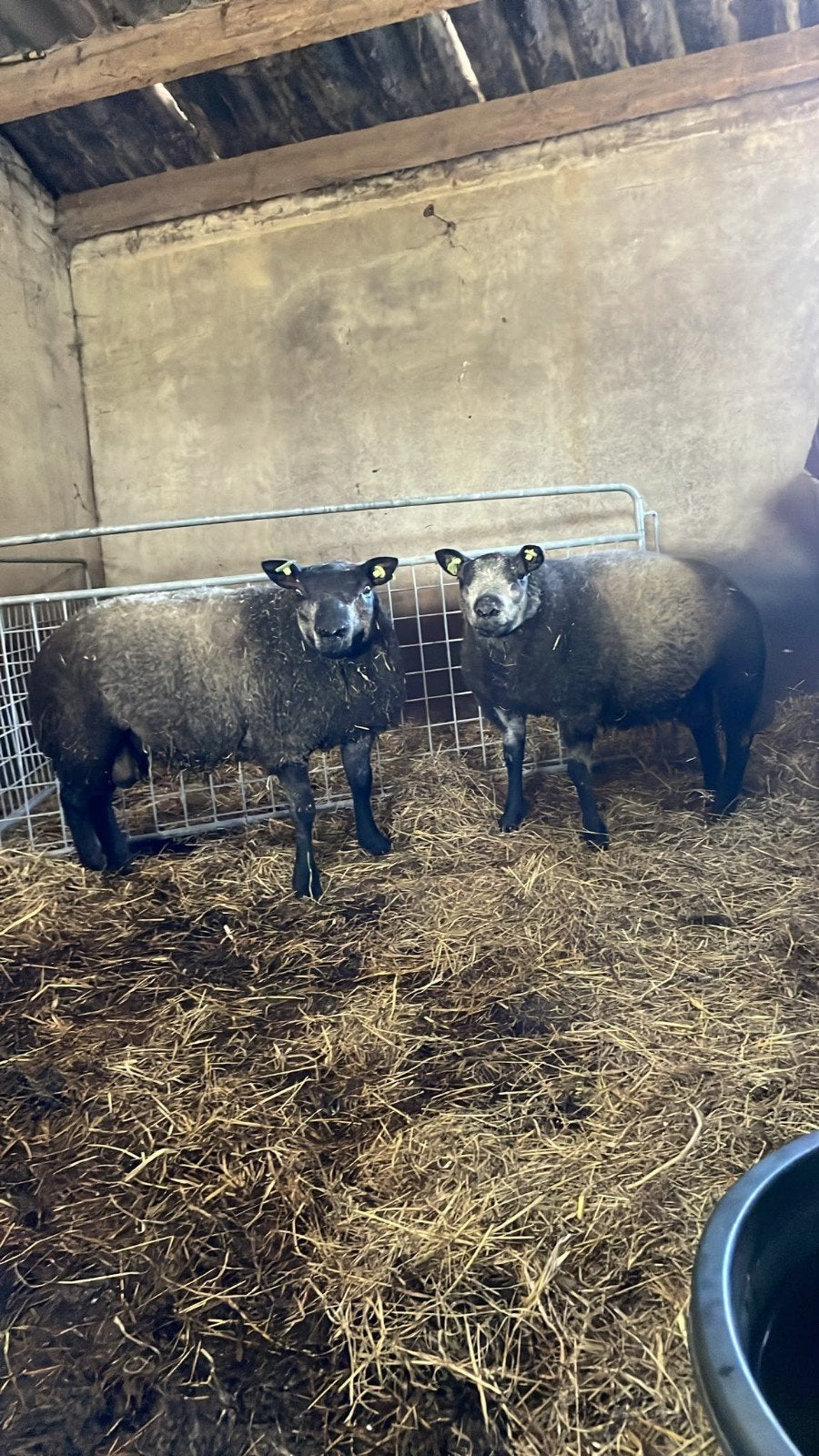Dekram blauwe texelaars., Mannelijk, Schaap, 0 tot 2 jaar