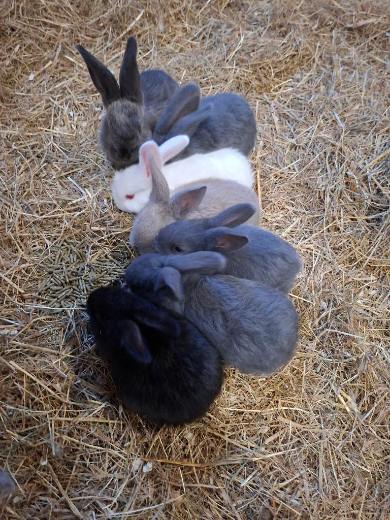 Reusjes te koop, Dieren en Toebehoren, Konijnen, Meerdere dieren, Groot, 0 tot 2 jaar