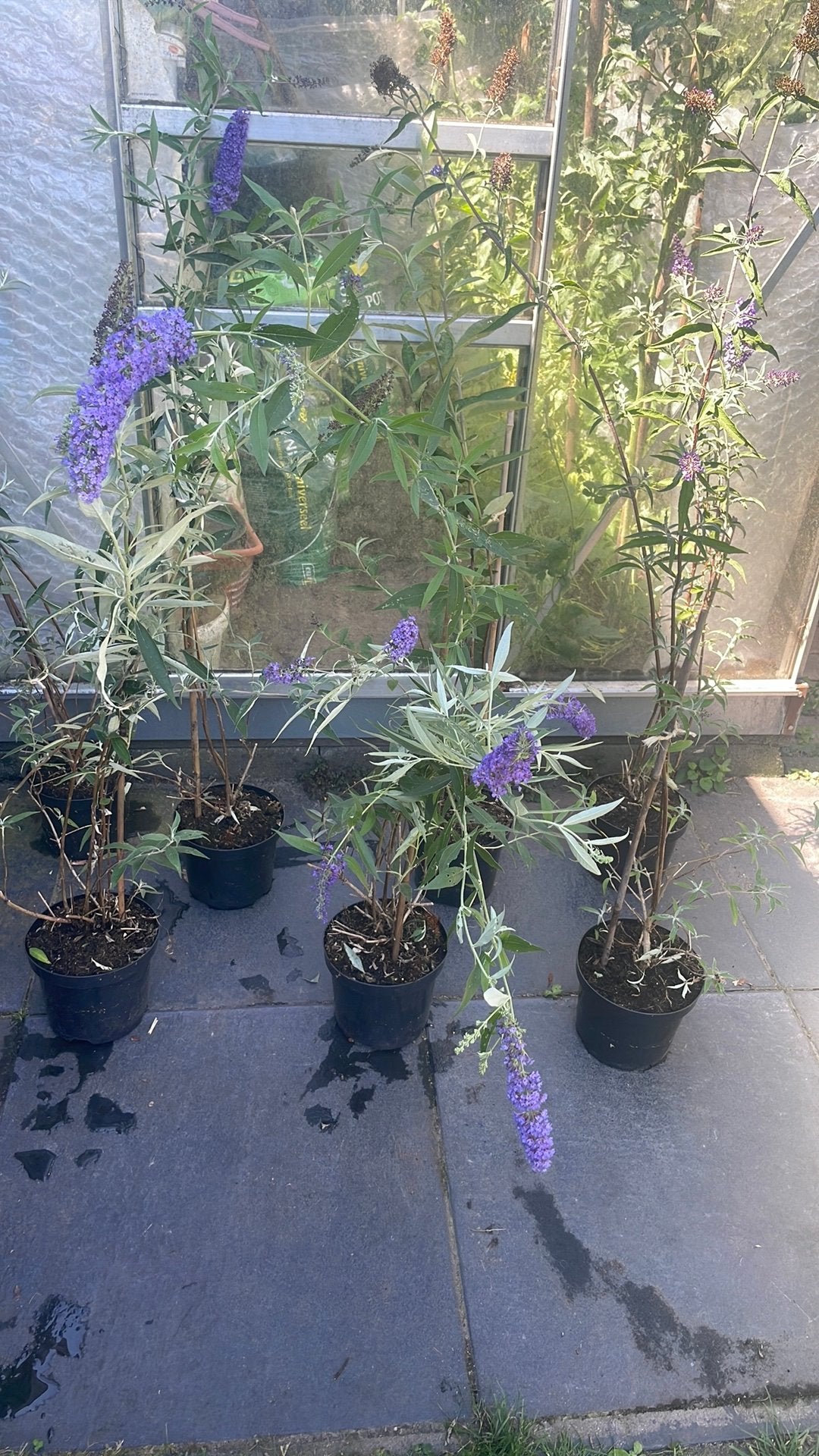 Buddleya empire blue, Tuin en Terras, Overige soorten, 100 tot 250 cm, Zomer, Ophalen