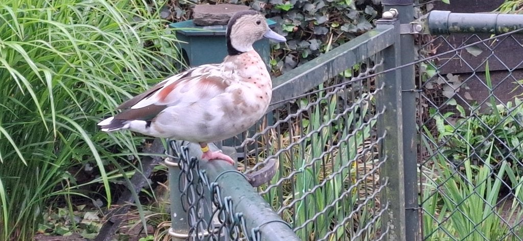 Bonte roodschoudertaling man 2023, Dieren en Toebehoren, Mannelijk, Eend