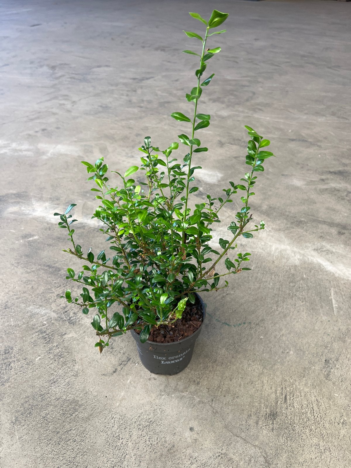32x Ilex Crenata 30-40 cm (Buxus vervanger), Tuin en Terras, Vaste plant, Bloeit niet, Halfschaduw, Ophalen