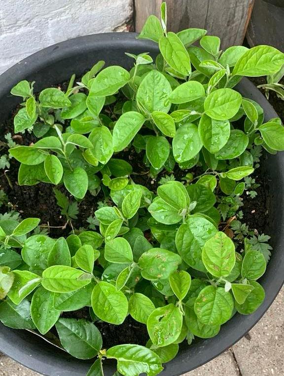 Verschillende fruitbomen te koop, Ophalen, Vaste plant, Fruitplanten, Volle zon