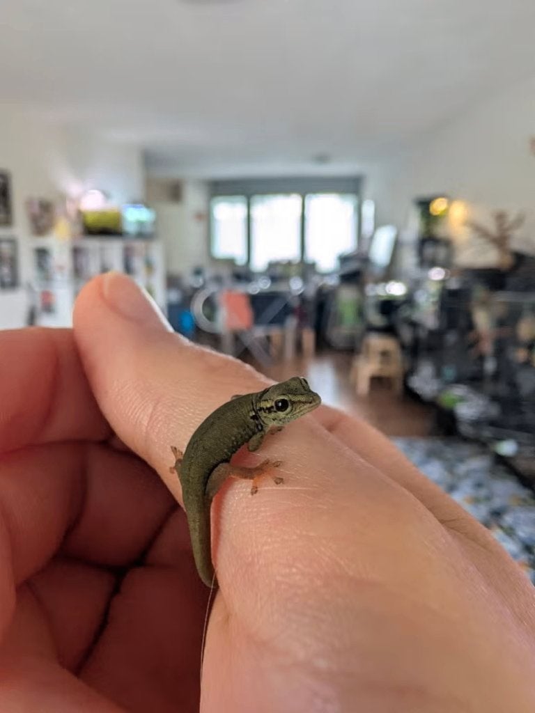 Lygodactylus williamsi 1.0.0, Hagedis, 0 tot 2 jaar