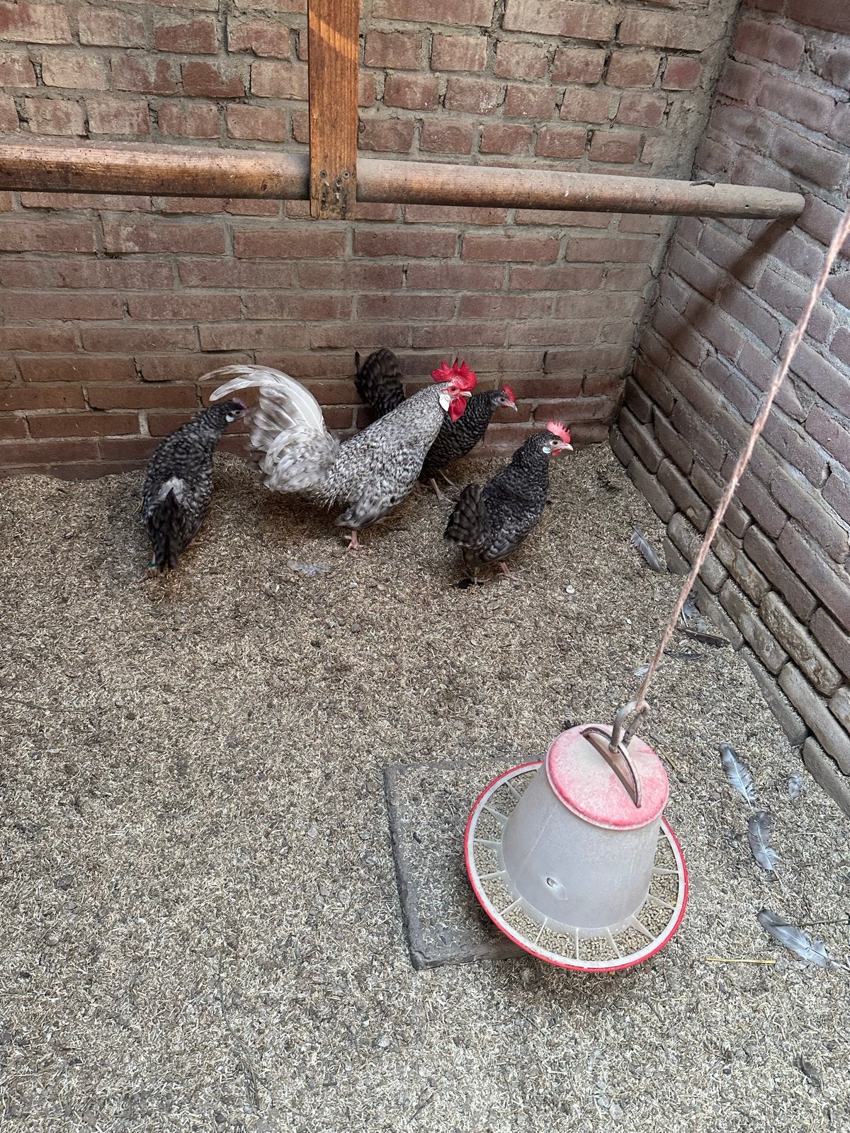 Friese krielen koekoek, Meerdere dieren, Kip